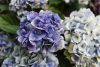 Kerti hortenzia - Hydrangea macrophylla (S)witch "Kassiopeia Blue"