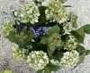 Kerti hortenzia - Hydrangea macrophylla (S)witch "Kassiopeia Blue"