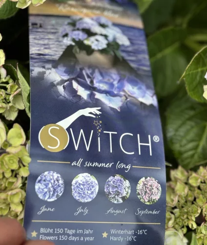 Kerti hortenzia - Hydrangea macrophylla (S)witch "Kassiopeia Blue"