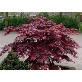 Japán juhar - Acer palmatum "Starfish"