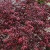 Japán juhar - Acer palmatum "Starfish"