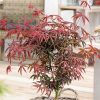 Japán juhar - Acer palmatum "Starfish"