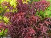 Japán juhar - Acer palmatum "Starfish"