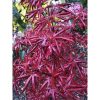 Japán juhar - Acer palmatum "Starfish"