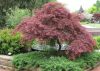 Japán juhar - Acer palmatum "Starfish"