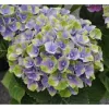 Kerti hortenzia - Hydrangea macrophylla 'Magical Jewel Blue"