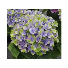 Kerti hortenzia - Hydrangea macrophylla 'Magical Jewel Blue"