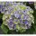Kerti hortenzia - Hydrangea macrophylla 'Magical Jewel Blue"