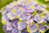 Kerti hortenzia - Hydrangea macrophylla 'Magical Jewel Blue"