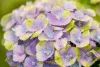 Kerti hortenzia - Hydrangea macrophylla 'Magical Jewel Blue"