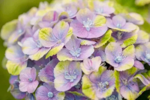 Kerti hortenzia - Hydrangea macrophylla 'Magical Jewel Blue"