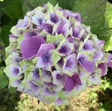 Kerti hortenzia - Hydrangea macrophylla 'Magical Jewel Blue"