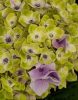 Kerti hortenzia - Hydrangea macrophylla 'Magical Jewel Blue"