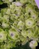 Kerti hortenzia - Hydrangea macrophylla 'Magical Jewel Blue"