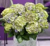 Kerti hortenzia - Hydrangea macrophylla 'Magical Jewel Blue"