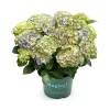 Kerti hortenzia - Hydrangea macrophylla 'Magical Jewel Blue"