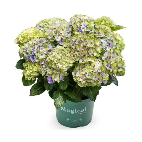 Kerti hortenzia - Hydrangea macrophylla 'Magical Jewel Blue"