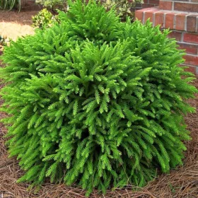   Japán ciprus - Cryptomeria japonica "Little Champion"