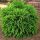 Japán ciprus - Cryptomeria japonica "Little Champion"
