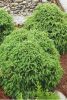 Japán ciprus - Cryptomeria japonica "Little Champion"