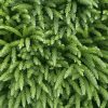Japán ciprus - Cryptomeria japonica "Little Champion"