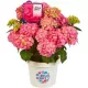 Kerti Hortenzia - Hydrangea macrophylla - " Diva Fiore Rose"
