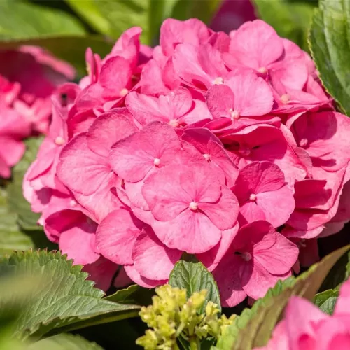 Kerti Hortenzia - Hydrangea macrophylla - " Diva Fiore Rose"