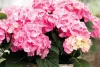 Kerti Hortenzia - Hydrangea macrophylla - " Diva Fiore Rose"