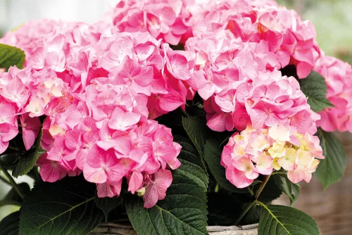 Kerti Hortenzia - Hydrangea macrophylla - " Diva Fiore Rose"