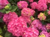 Kerti Hortenzia - Hydrangea macrophylla - " Diva Fiore Rose"