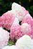 Bugás hortenzia - "Living Pink & Rose" - Hydrangea Paniculata