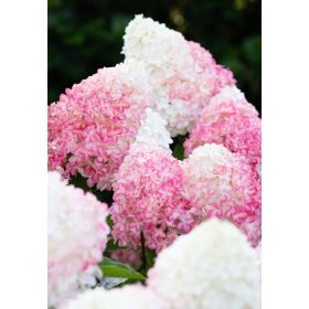 Bugás hortenzia - "Living Pink & Rose" - Hydrangea Paniculata