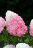 Bugás hortenzia - "Living Pink & Rose" - Hydrangea Paniculata