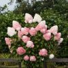 Bugás hortenzia - "Living Pink & Rose" - Hydrangea Paniculata