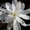 Magnolia  - 'Stellata' - Liliomfa - K3