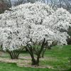 Magnolia  - 'Stellata' - Liliomfa - K3