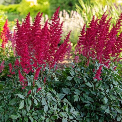 Tollbuga - Astilbe "Fanal"