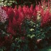 Tollbuga - Astilbe "Fanal"