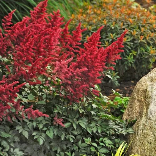 Tollbuga - Astilbe "Fanal"