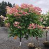 Törzses Bugás hortenzia - Hydrangea paniculata ‘Early Sensation’ - Törzs 50 cm - K10