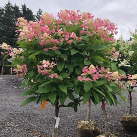 Törzses Bugás hortenzia - Hydrangea paniculata ‘Early Sensation’ - Törzs 50 cm - K10