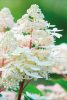 Törzses Bugás hortenzia - Hydrangea paniculata ‘Early Sensation’ - Törzs 50 cm - K10