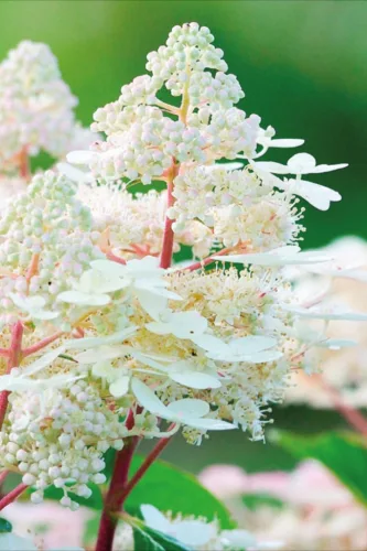 Törzses Bugás hortenzia - Hydrangea paniculata ‘Early Sensation’ - Törzs 50 cm - K10