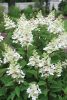 Törzses Bugás hortenzia - Hydrangea paniculata ‘Early Sensation’ - Törzs 50 cm - K10