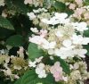 Törzses Bugás hortenzia - Hydrangea paniculata ‘Early Sensation’ - Törzs 50 cm - K10