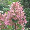 Törzses Bugás hortenzia - Hydrangea paniculata ‘Early Sensation’ - Törzs 50 cm - K10