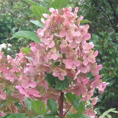 Törzses Bugás hortenzia - Hydrangea paniculata ‘Early Sensation’ - Törzs 50 cm - K10