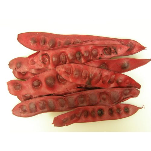 Albizia termés - piros