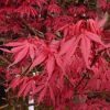 Japán juhar - Acer palmatum "Redwine" P19