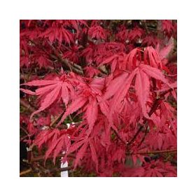 Japán juhar - Acer palmatum "Redwine" P19